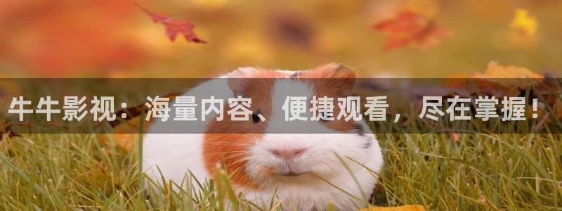wwwxxx丝瓜视频：牛牛影视：海量内容、便捷观看，尽在掌握！